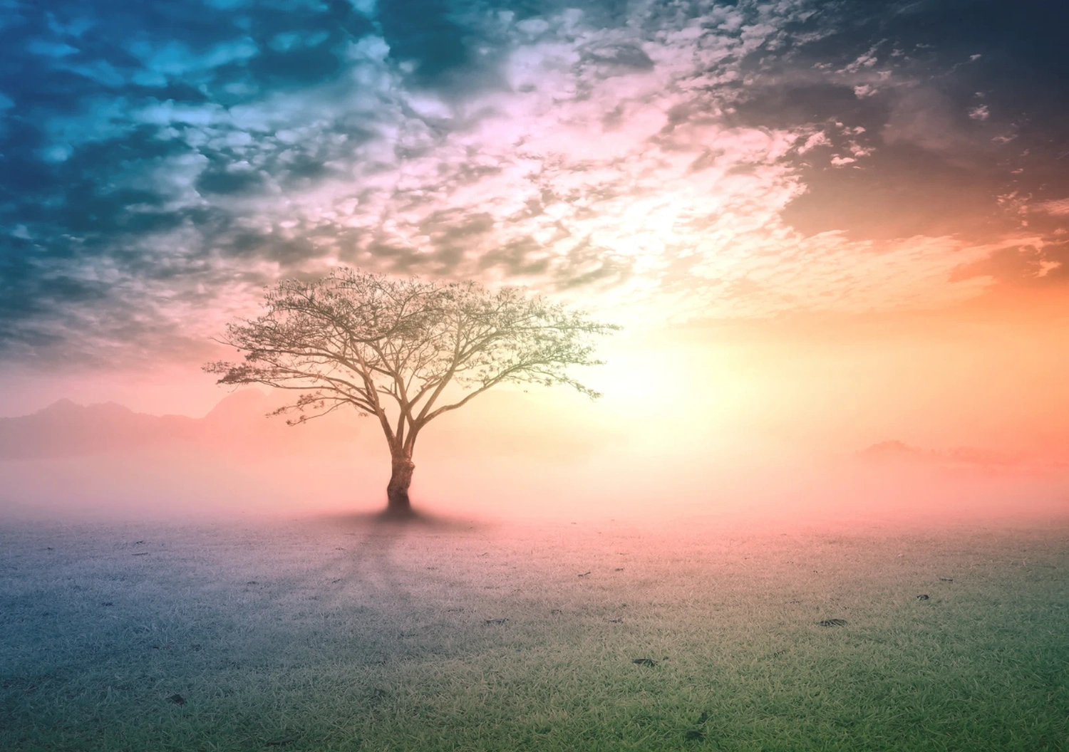 Baum, Wolke und Sonne von Beatrix Kramer Endlich glücklich